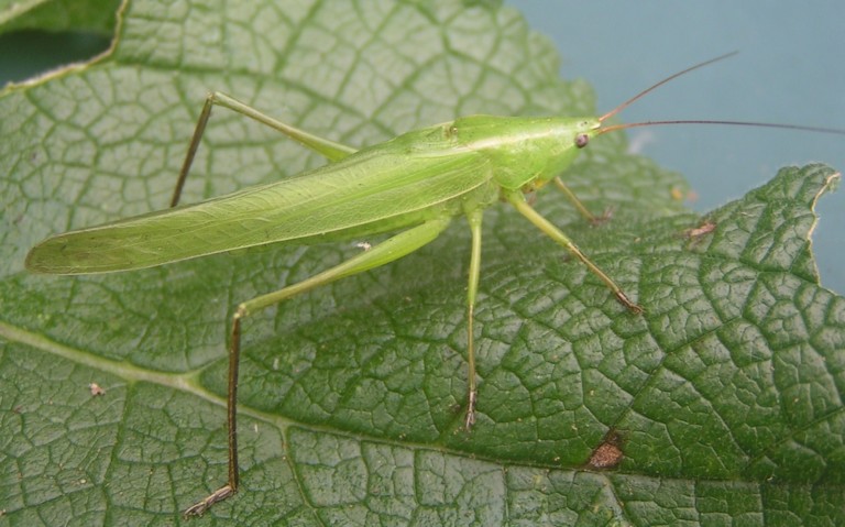 04 août 2025 Sauterelle - Conocéphale gracieux – Ruspolia nitidula