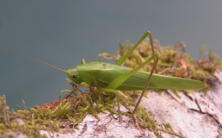 09 août 2023 Sauterelle - Conocéphale gracieux – Ruspolia nitidula