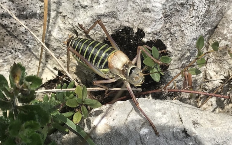 25 août 2025 Sauterelle - L'éphippigère des vignes - Ephippiger diurnus - mâle