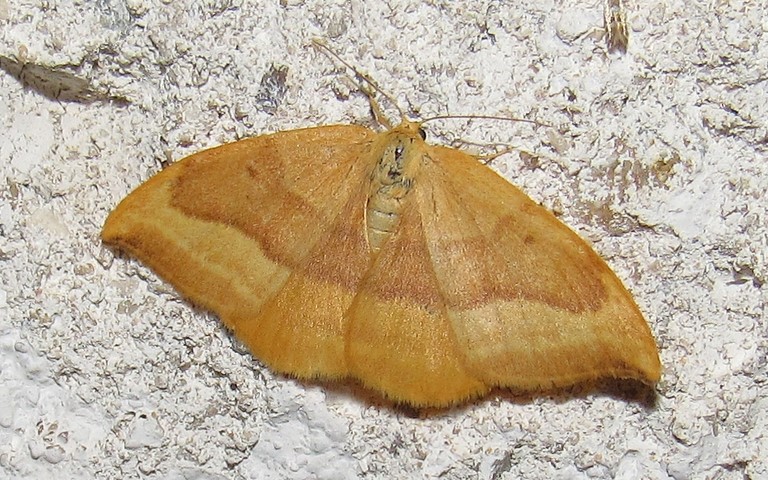 Papillons - La serpette - Watsonalla cultraria - Femelle