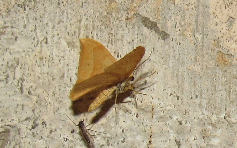 Papillons - La serpette - Watsonalla cultraria - Mâle