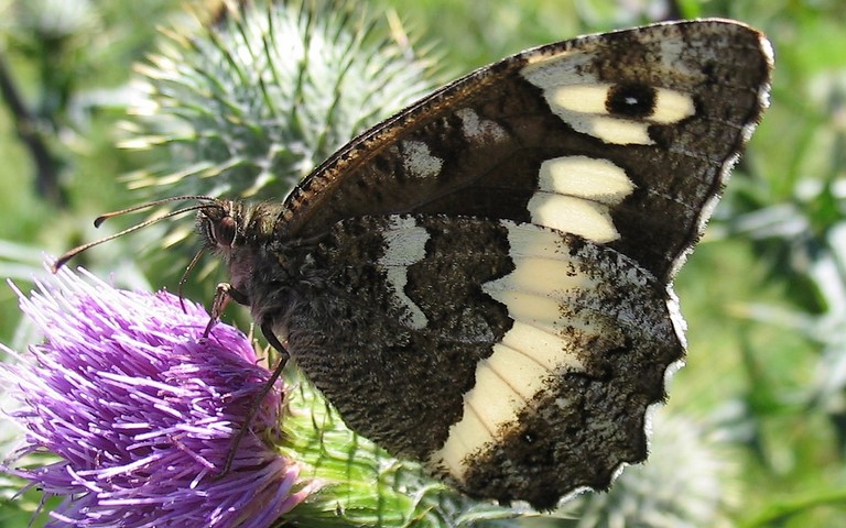Papillons - Silène - Brintesia circe