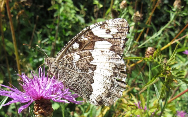 Papillons - Le silène - Brintesia circe