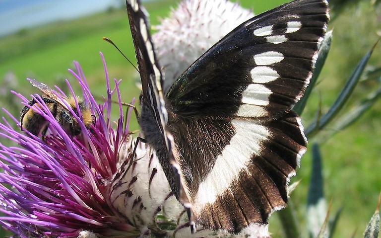 Papillons - Silene - Brintesia circe
