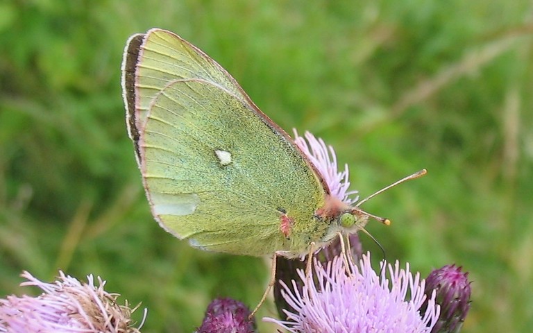 Papillons - Le solitaire - Colias palaeno