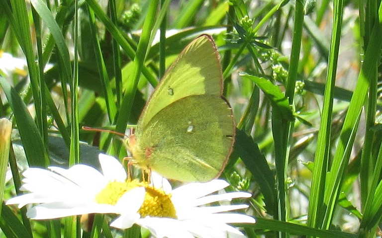 Papillons - Le solitaire - Colias palaeno