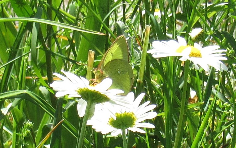 Papillons - Le solitaire - Colias palaeno