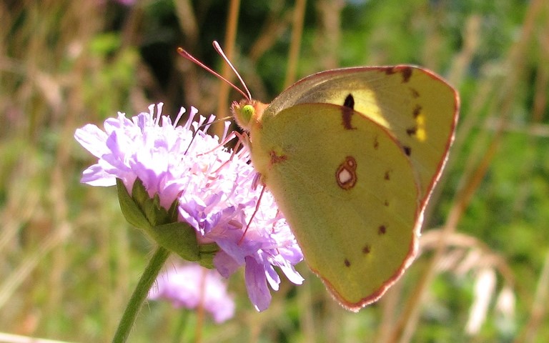 Papillons - Le souci - Colias crocea