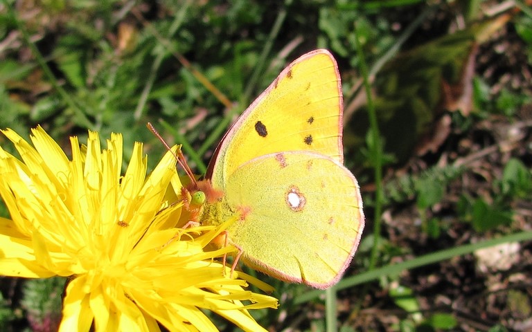 Papillons - Le souci - Colias crocea
