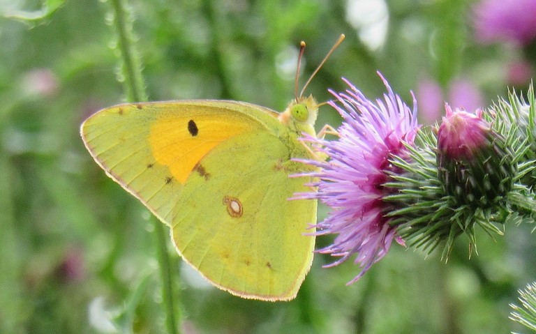 Papillons - Le souci - Colias crocea