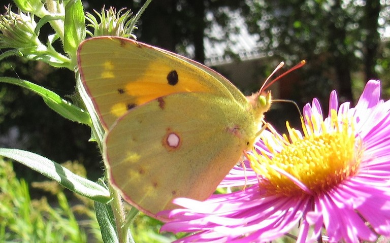 Papillons - Le souci - Colias crocea