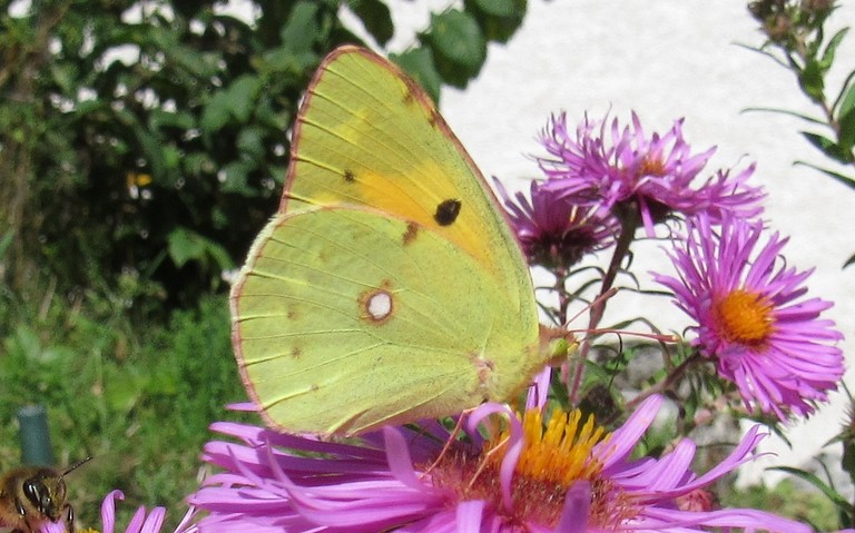 Papillons - Le souci - Colias crocea