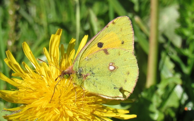 Papillons - Le souci - Colias crocea