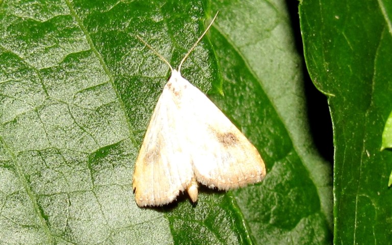 Papillons - La soyeuse - Rivula sericealis