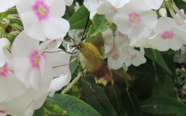 Papillons - Sphinx bourdon - Hemaris tityus