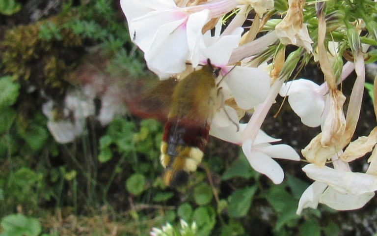 Papillons - Le sphinx bourdon - Hemaris tityus