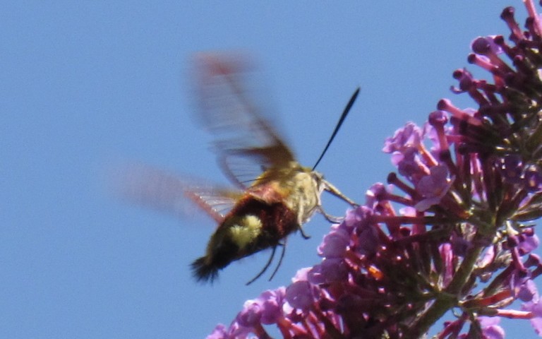 Papillons - Le sphinx bourdon - Hemaris tityus