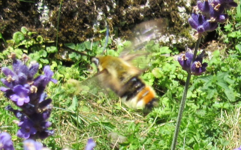 Papillons - Le sphinx bourdon - Hemaris tityus