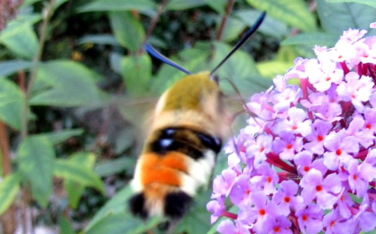 Papillons - Le sphinx bourdon - Hemaris tityus
