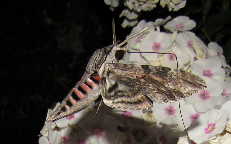Le sphinx du liseron - Agrius convolvuli