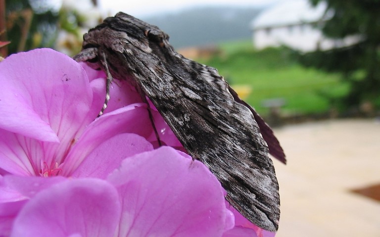 Papillons - Sphinx du liseron - Agrius convolvuli - Mâle