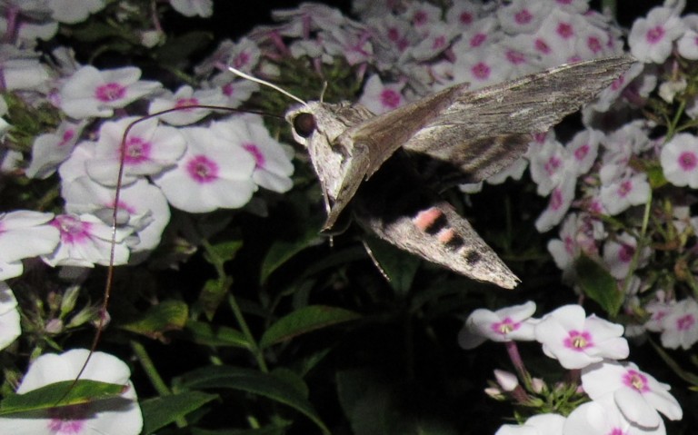 Le sphinx du liseron - Agrius convolvuli