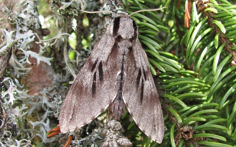 Papillons - Le sphinx du pin - Hyloicus pinastri