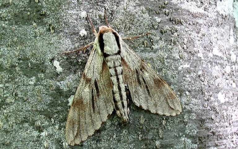 Papillons - Sphinx du pin - Hyloicus pinastri