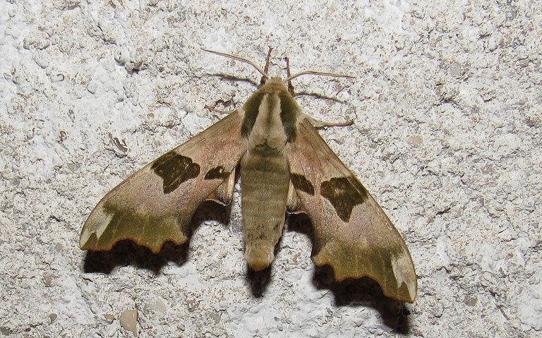 Papillons - Le sphinx du tilleul - Mimas tiliae