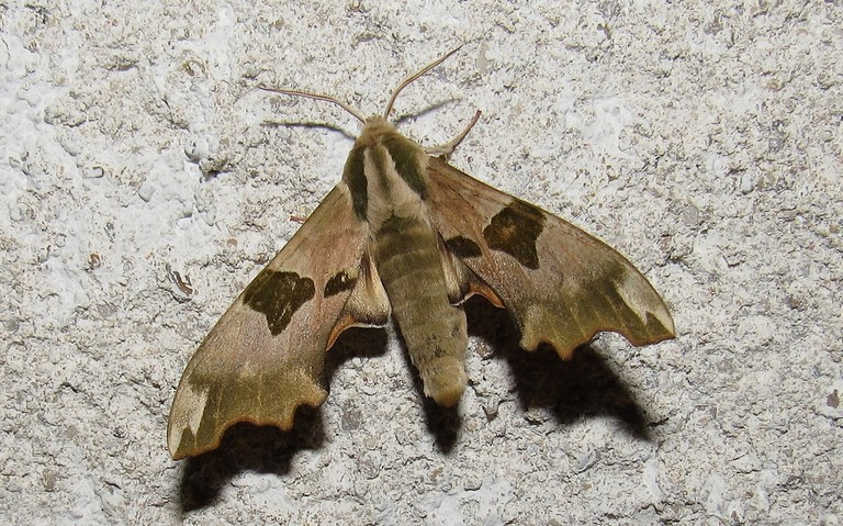 Papillons - Le sphinx du tilleul - Mimas tiliae