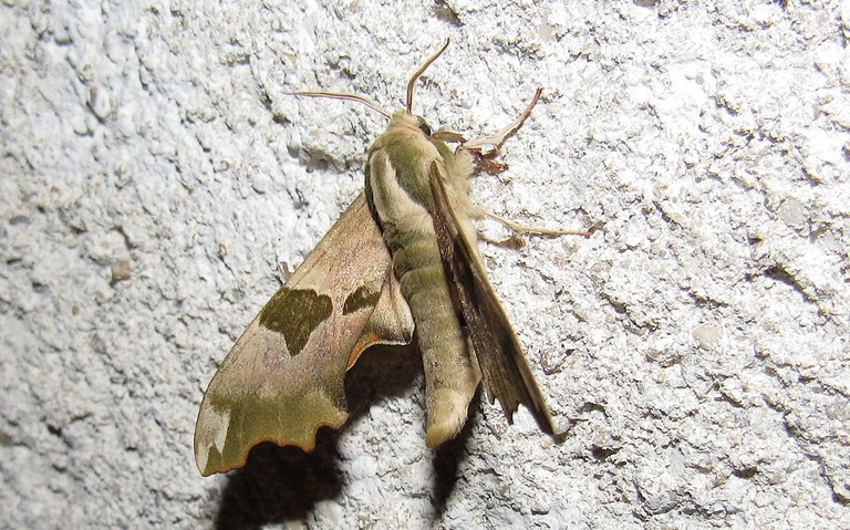 Papillons - Le sphinx du tilleul - Mimas tiliae