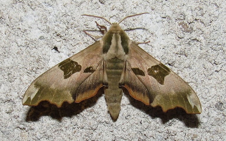 Papillons - Le sphinx du tilleul - Mimas tiliae