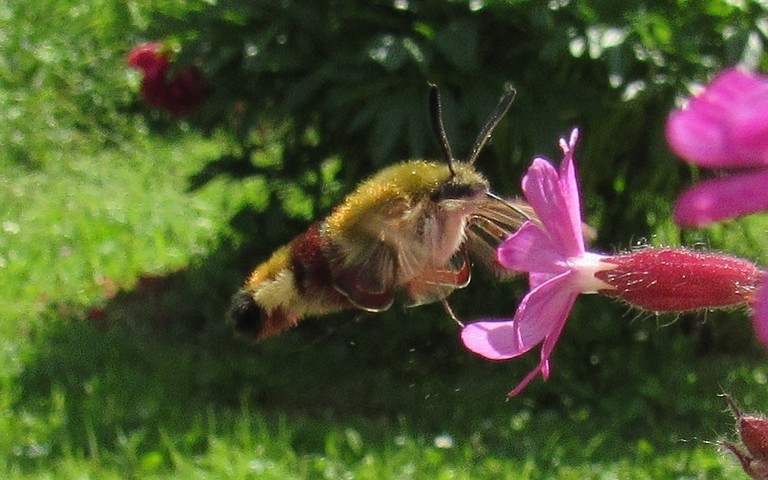 Papillons - Le sphinx gazé - Hemaris fuciformis
