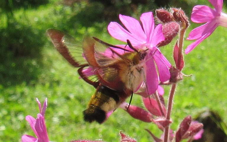 Papillons - Le sphinx gazé - Hemaris fuciformis