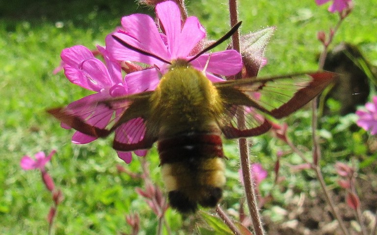 Papillons - Le sphinx gazé - Hemaris fuciformis