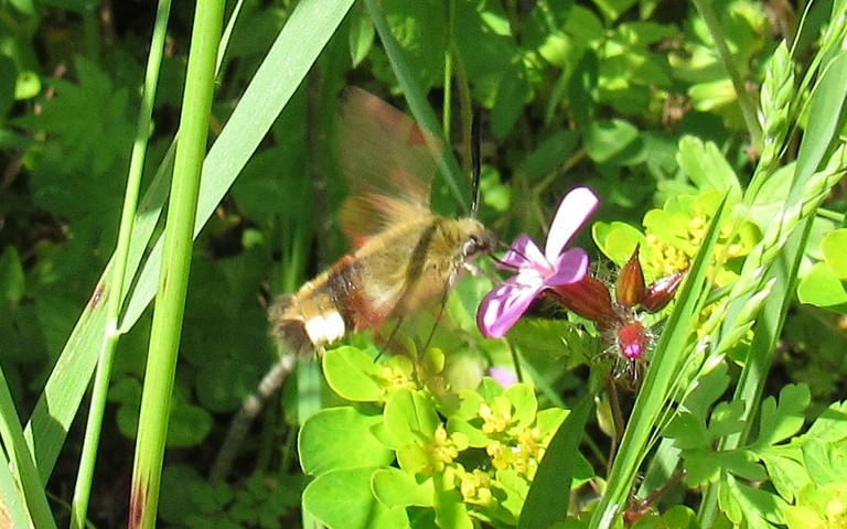 Papillons - Le sphinx gazé - Hemaris fuciformis