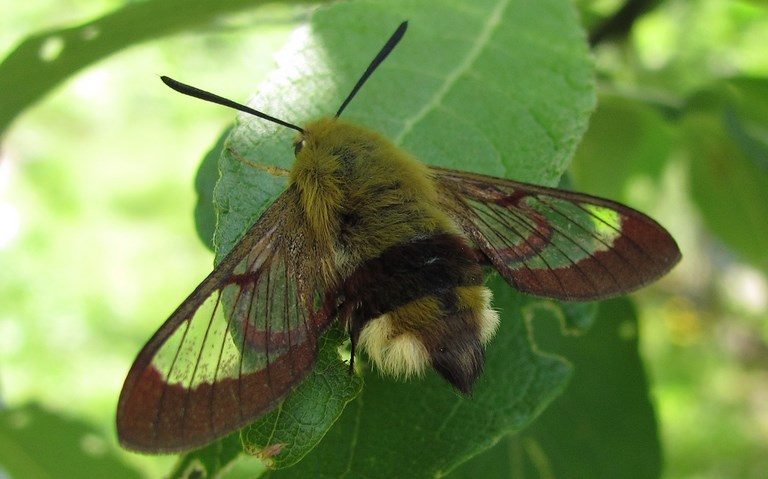 Papillons - Le sphinx gazé - Hemaris fuciformis