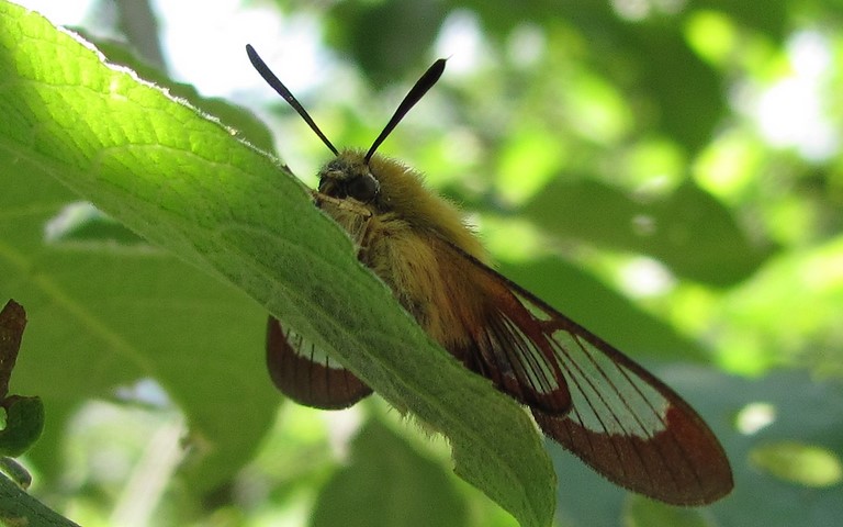 Papillons - Le sphinx gazé - Hemaris fuciformis