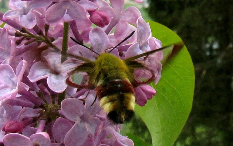 Papillons - Le sphinx gazé - Hemaris fuciformis