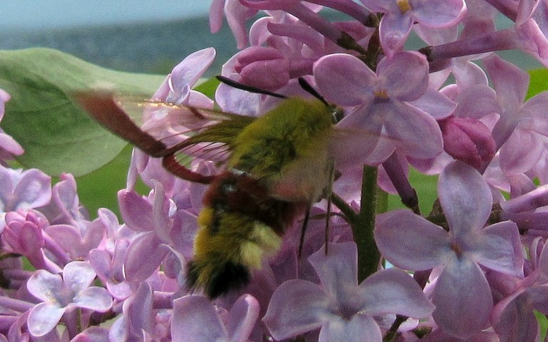 Papillons - Le sphinx gazé - Hemaris fuciformis