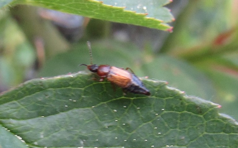 17 mai 2020 Omaliines - Anthophagus sp