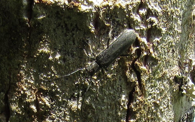 06 juin 2023 Sténostole douteuse - Stenostola dubia