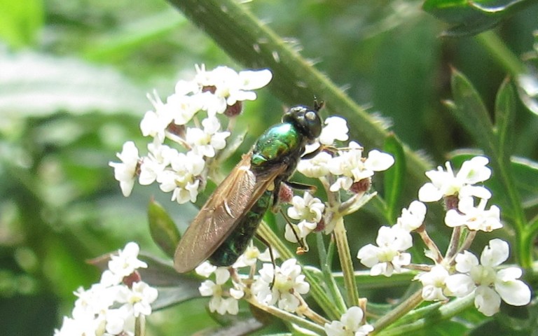 22 août 2025 Chloromyie agréable - Chloromyia formosa