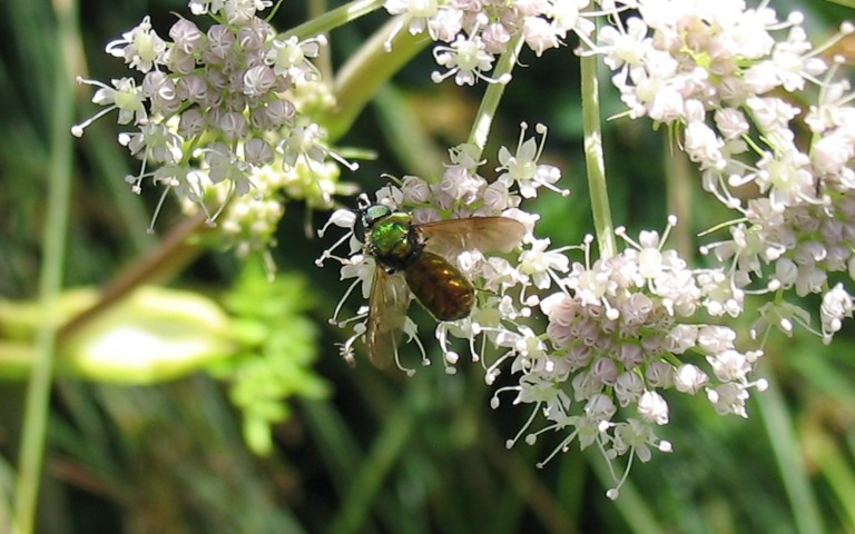 10 août 2008 Chloromyie agréable - Chloromyia formosa