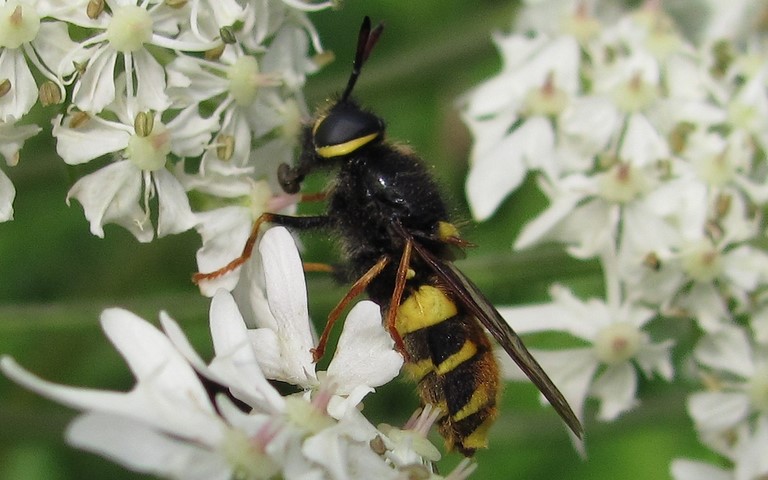 Stratiomyiidés - Stratiomys potamida