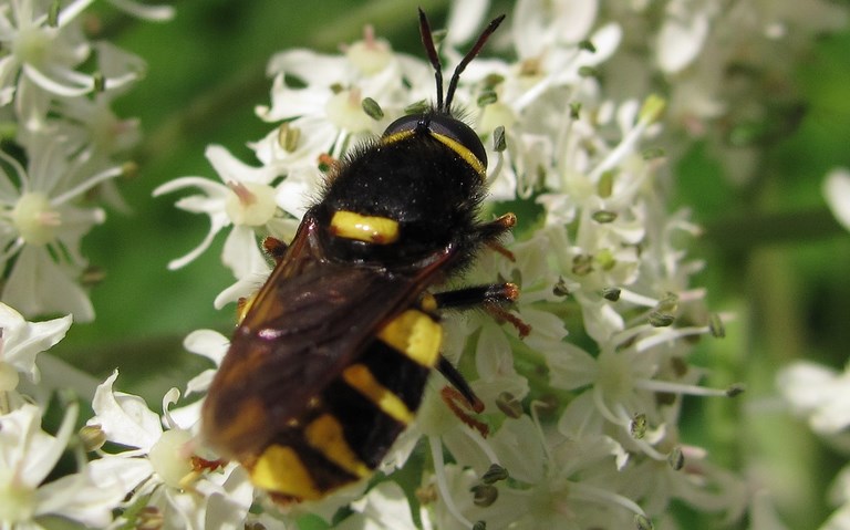 Stratiomyiidés - Stratiomys potamida