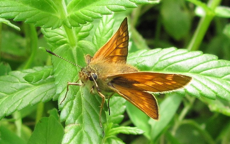 Papillons - Sylvaine - Ochlodes venatus