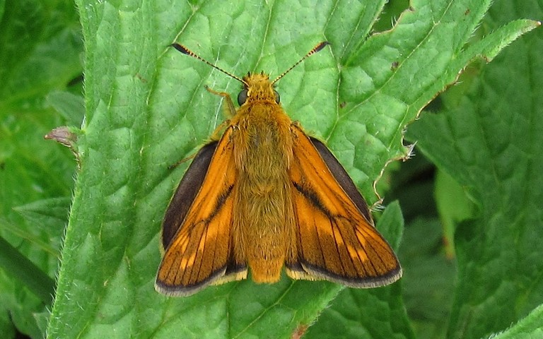 Papillons - Sylvaine - Ochlodes venatus - Mâle