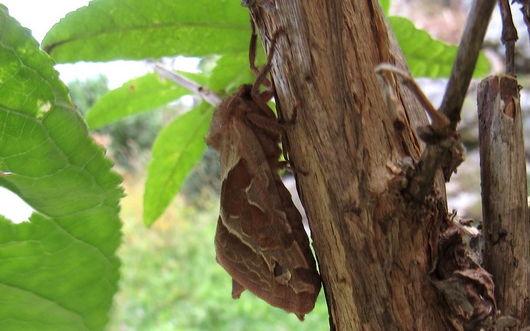 Papillons - La sylvine - Triodia sylvina - Femelle