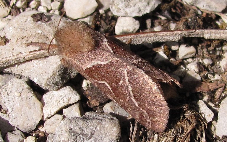 Papillons - La sylvine - Triodia sylvina - Femelle